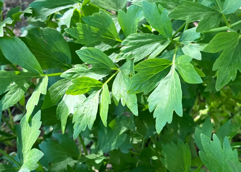 Leuștean - Foto: Freepik (Imagine cu rol ilustrativ)