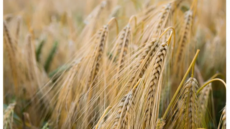 Rusia dă vina pe România că întârzie exporturile de cereale din Ucraina/foto: pexels