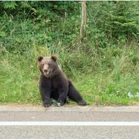Poliţia a deschis anchetă în cazul puiului de urs zdrobit cu parii de sătenii din Câmpuri/foto: monitorul de vrancea