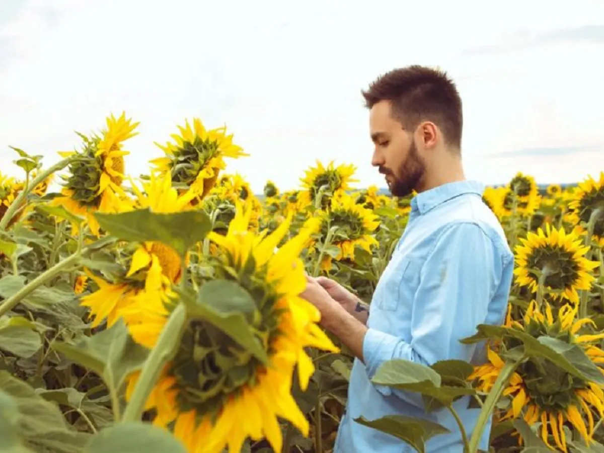 Floarea-soarelui - Foto: freepik (rol ilustrativ)