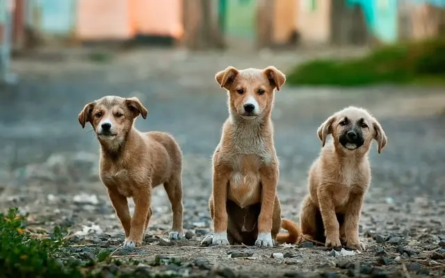 Președintele Coreei de Sud consideră necesară interzicerea consumului cărnii de câine/FOTO: Unsplash