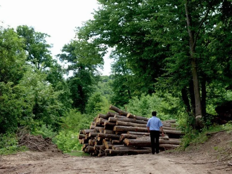 Mister la „Socola”. Pădurea de Paulovnia a dispărut înainte de a fi plantată. Cum a fost posibil - FOTO: ziaruldeiasi.ro