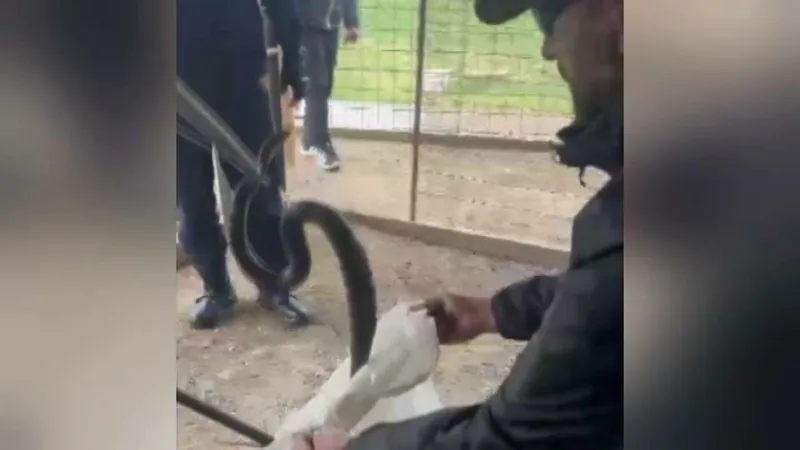 Proprietarul unei case din Mehedinți a găsit un șarpe negru, de doi metri, în cotețul găinilor Foto: captura video stirile protv