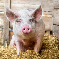 Alertă sanitară la granița României! Anunț pentru cei care au vaci, porci și capre. Ce se întâmplă? - Foto: Profimedia Images (imagine cu rol ilustrativ)