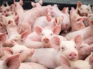 Avertisment ASAS: Preţul cărnii de porc va creşte cu 25 % în Europa. Iar România nu mai are porci. / Foto: europafm.ro