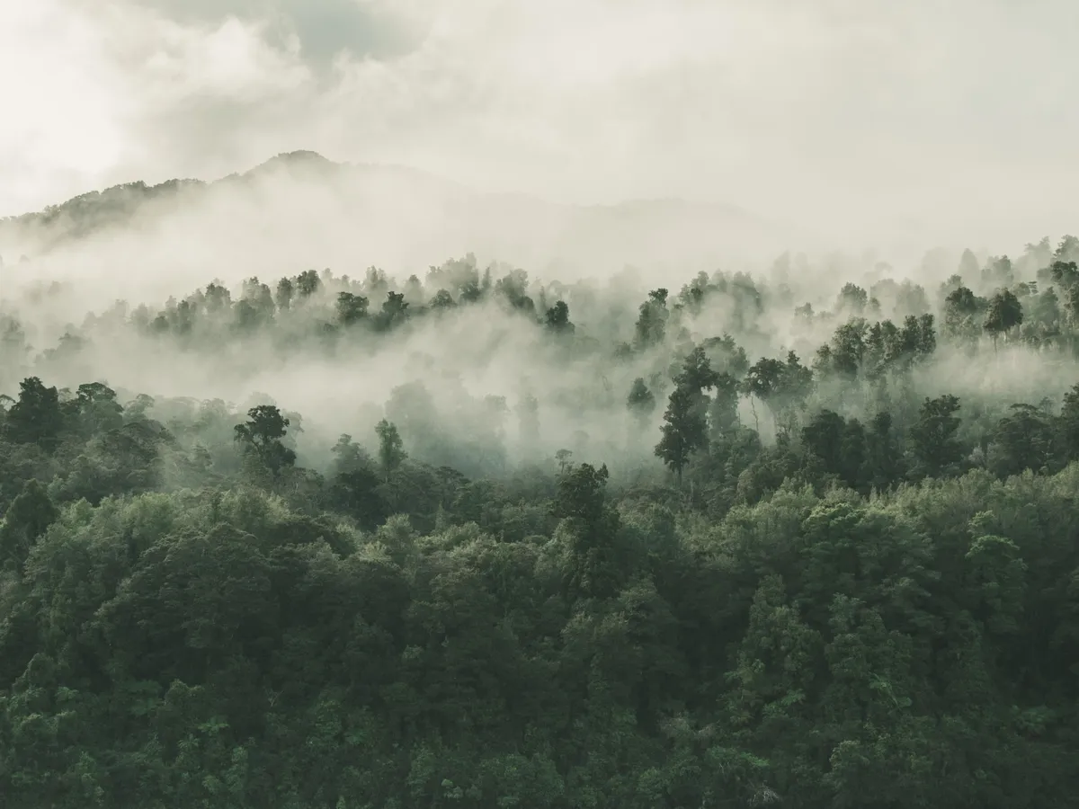 Pădure Foto: Freepik (rol ilustrativ)