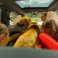 Rata abandonului animalelor de companie, la cote alarmante. 30% dintre câini duși chiar de stăpâni - Foto: Cătălin Oprițescu - For a lifetime journey
