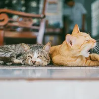 Ce îi „arde” pe bucureșteni: sterilizarea a 3.600 de pisici și spațiile verzi de pe Bd. Elisabeta. / Foto: pexels.com