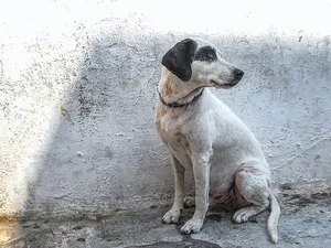 Câine fără adăpost/FOTO: unsplash.com