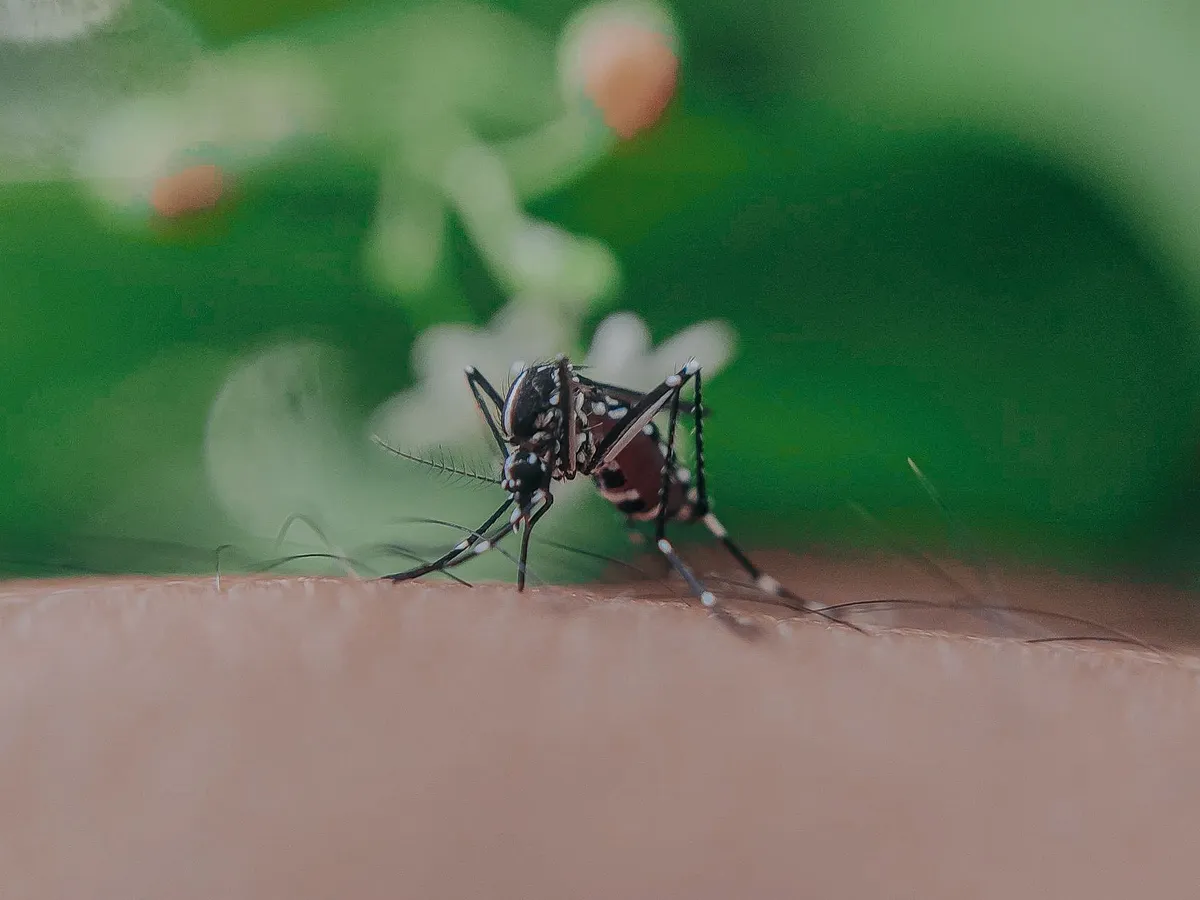 Țânțar Foto: Pexels (imagine cu rol ilustrativ)