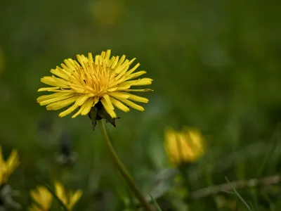 Păpădie Foto: Pexels (imagine cu rol ilsutrativ)
