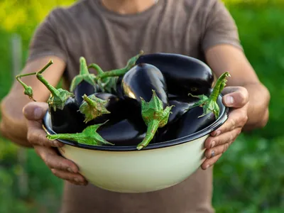 Persoană cu vinete într-un bol - Foto: Magnific.com (Imagine cu rol ilustrativ)