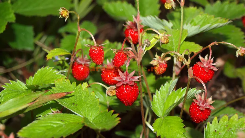Care e fructul din România care costă 80 de lei kilogramul. De ce considerat un lux? Foto: Paradis Verde (fotografie cu caracter ilustrativ)