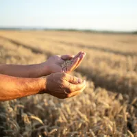 Fermieri români, înșelați cu 1.200.000 de lei - Foto: Freepik.com (rol ilustrativ)
