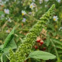 Planta pe care românii o dau la animale sau o aruncă, dar din care poate fi făcut „popcorn” delicios - Foto: agerpres.ro
