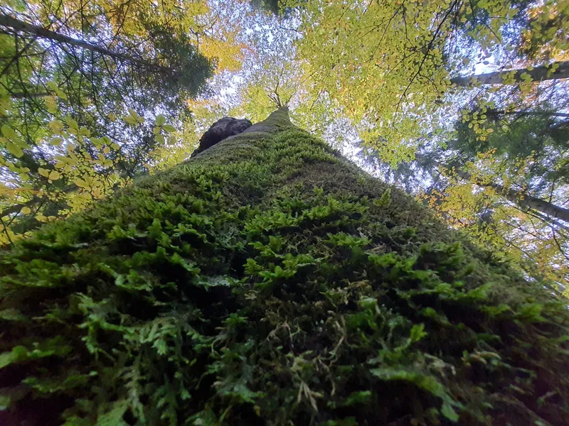 Ziua Mondială a Mediului: 50 de sfaturi simple şi uşor de aplicat, atât de copii, cât și de adulți. / Foto: WWF Romania, Facebook