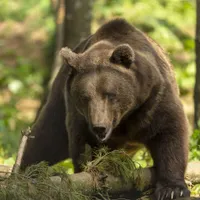 Ce sa faci daca te întâlnești cu ursul în pădure. Mișcarea care te transforma instantaneu în pradă - Foto: Profimedia images