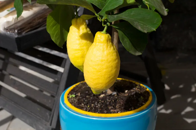 Lăm&acirc;i la ghiveci - Foto: Freepik (Imagine cu rol ilustrativ)