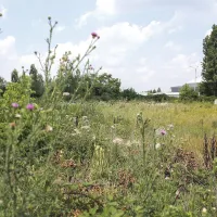 NEGLIJENȚĂ Pe locul fostului hipodrom au crescut, pe hectare întregi, buruieni