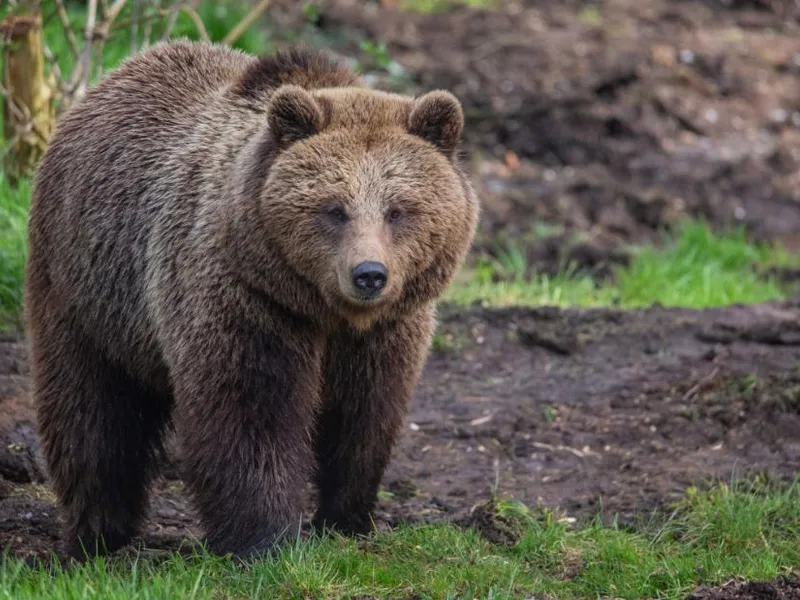 Ursul a apărut iar în localitatea Bicaz Chei. Localnicii au primit avertizări prin RO-ALERT / CNN