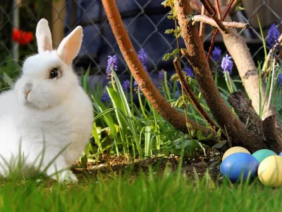 Iepure - Foto: Freepik (Imagine cu rol ilustrativ)