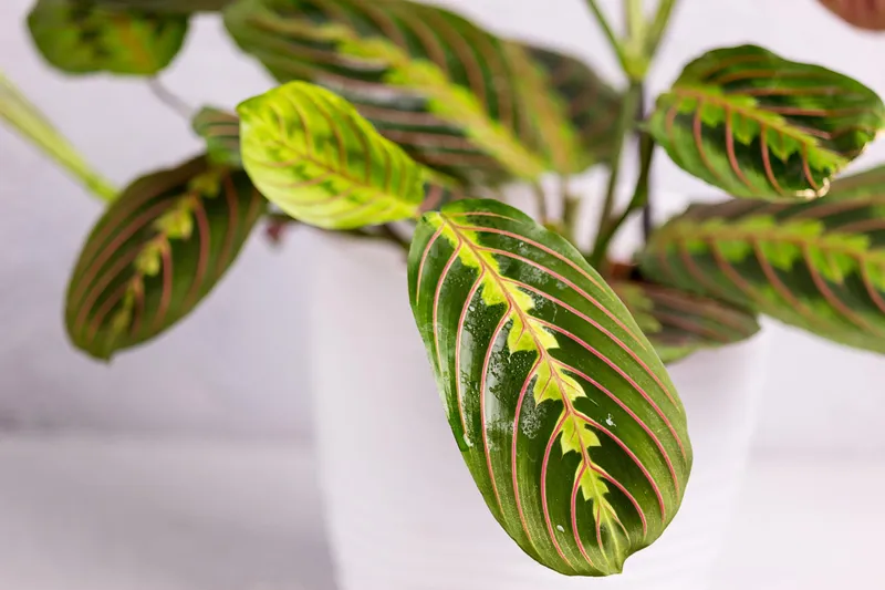 Maranta Leuconeura - Foto: Freepik (Imagine cu rol ilustrativ)