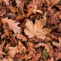 METEO Cum va fi vremea în octombrie? Trebuie să ne așteptăm la o toamnă normală Foto: Pexels (fotografie cu caracter ilustrativ)