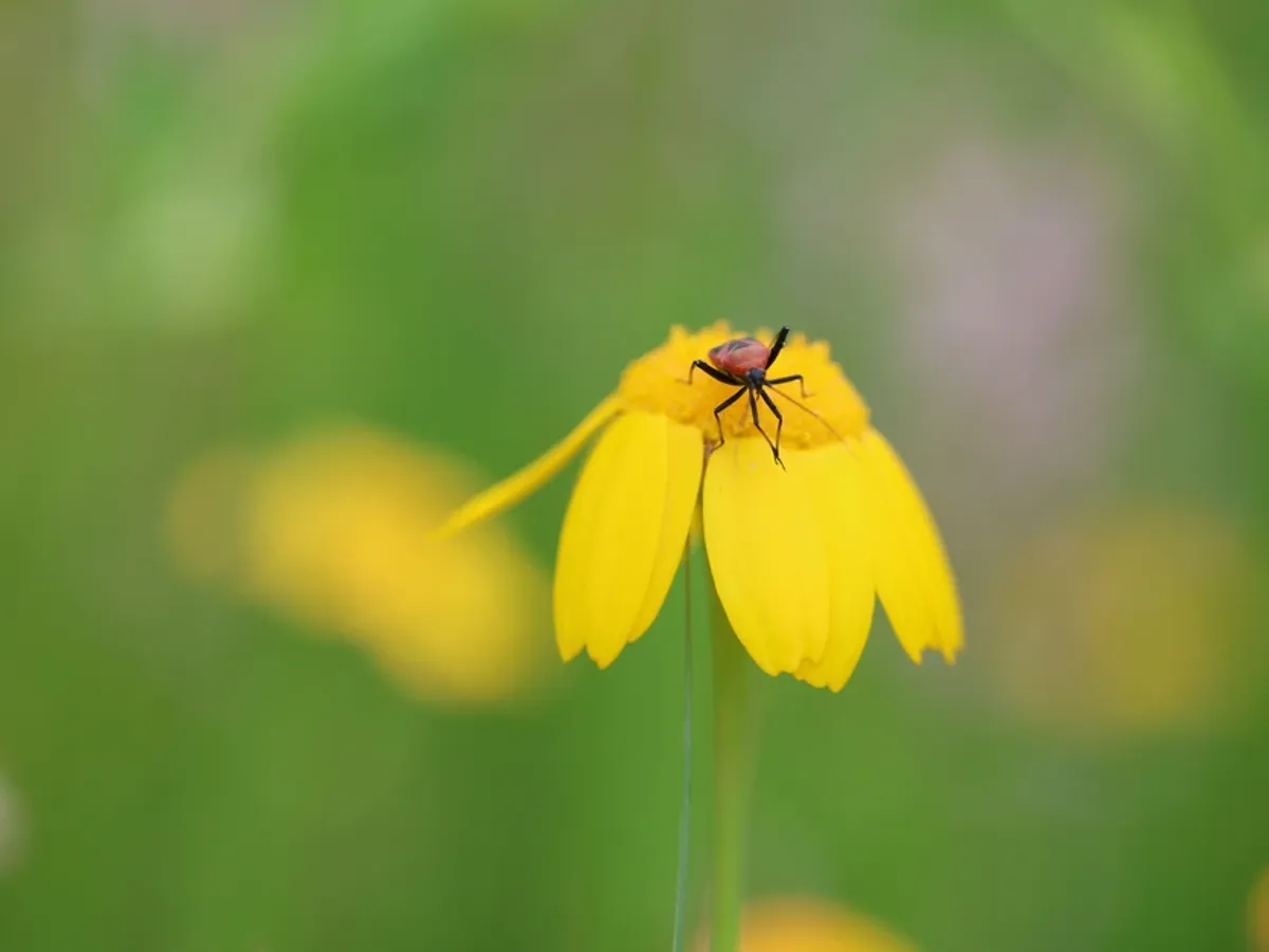 Mulți oameni le confundă cu dăunătorii, dar de fapt sunt unele dintre cele mai benefice insecte din natură