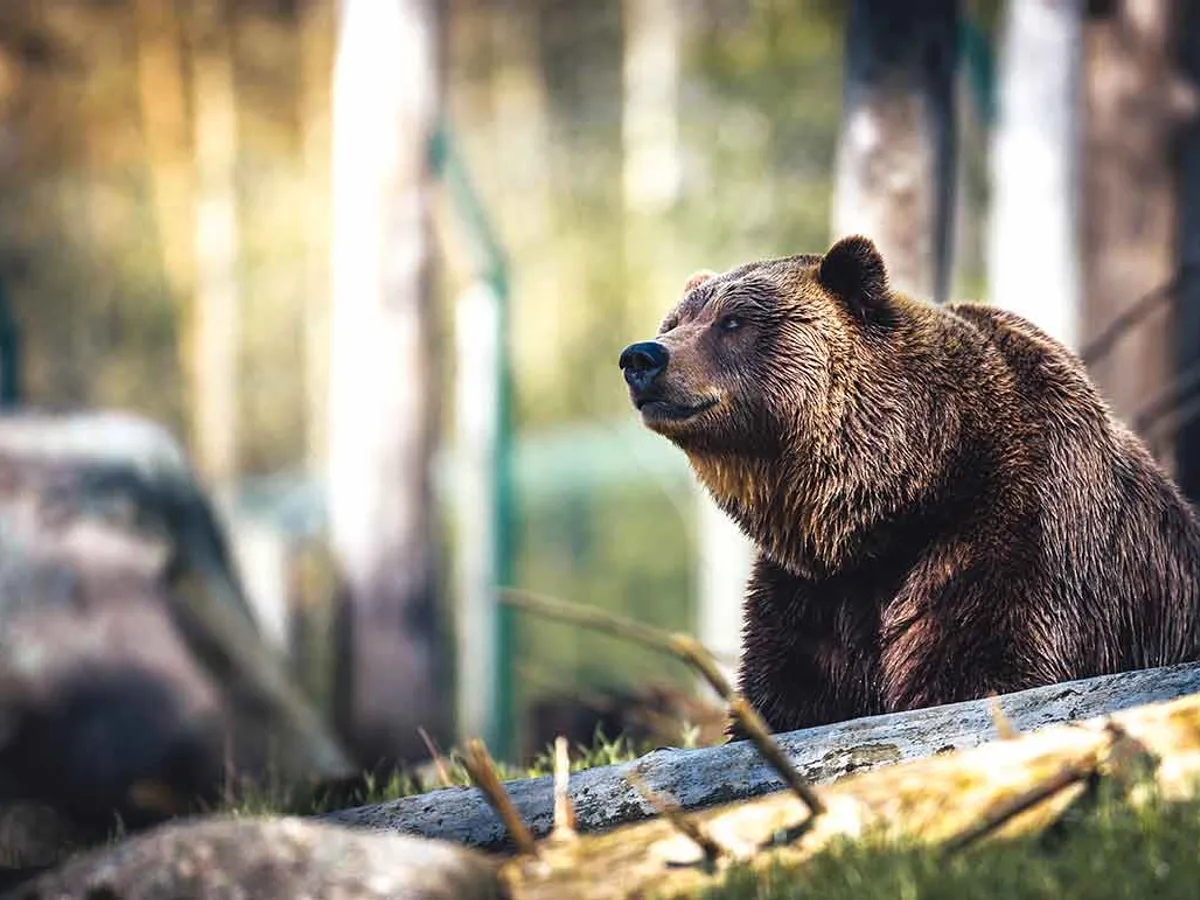 Șeful Gărzii de Mediu: De ce avem senzația că sunt mult mai mulți urși. Foto Pexels.com