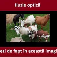 Iluzie optică Foto: Newsweek România/dailystar.co.uk