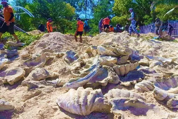 80 de tone de scoici uriașe, din specii rare, confiscate de la traficanți. Foto Paza de Coastă Filipineză