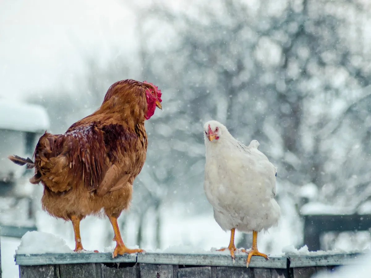 Găini iarna - Foto: Freepik (Imagine cu rol ilustrativ)
