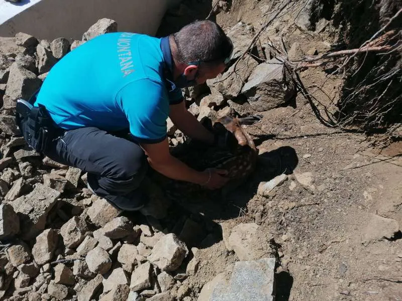 Un pui de căprioară a fost salvat de jandarmii montani în Masivul Parâng. / Foto: agerpres.ro