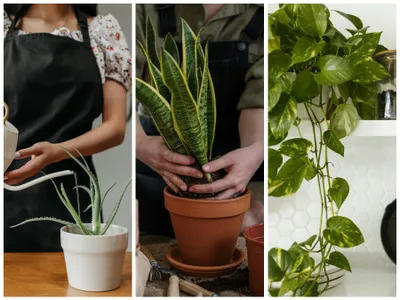 Plante ce purifică gratis aerul din casă. Esențiale dacă stai la oraș. Aer curat fără aparate scumpe - FOTO: Pexels (imagine cu rol ilustrativ)
