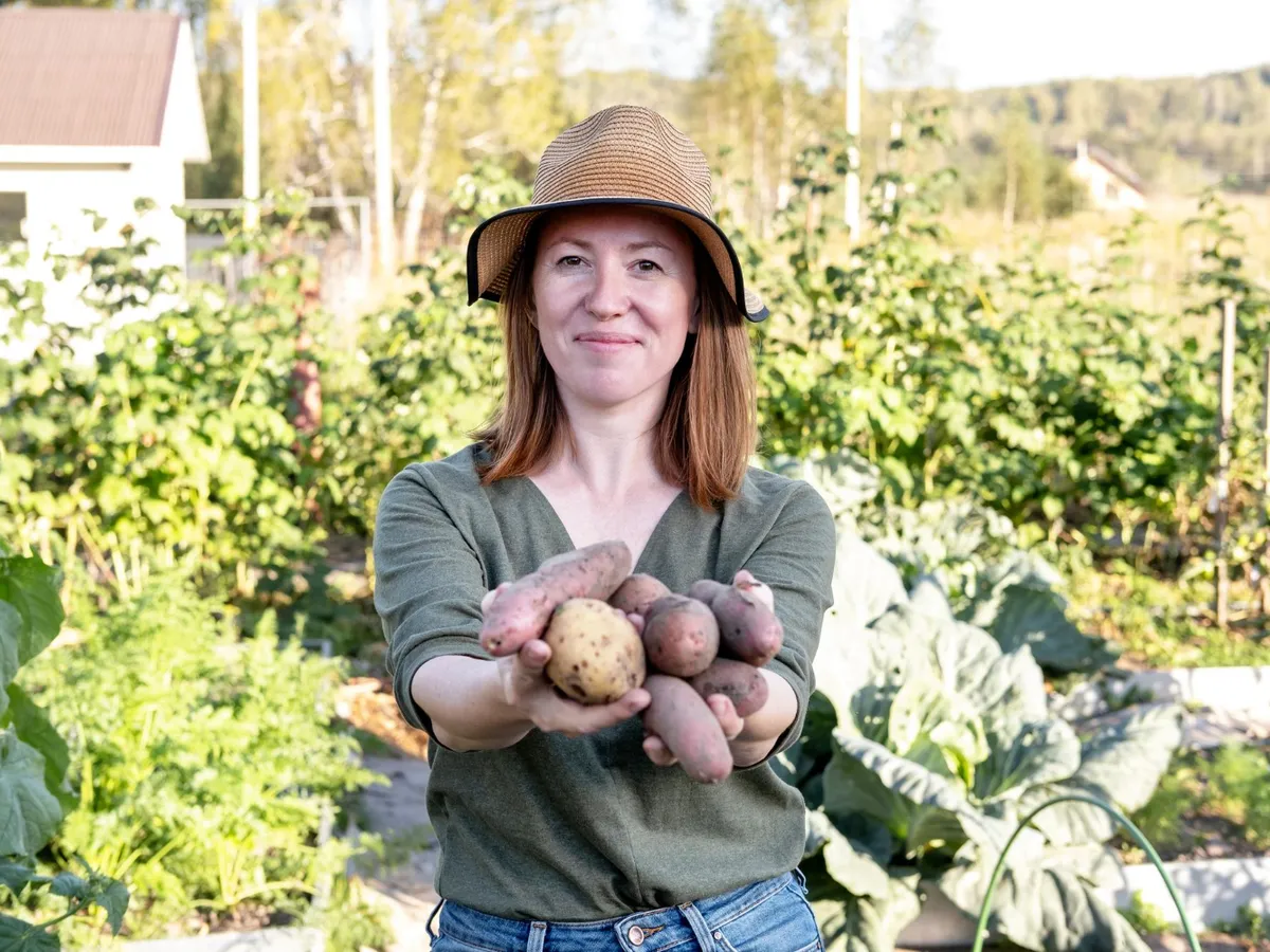 Fermieră ținând cartofi la apus în grădină - Foto: Freepik (Imagine cu rol ilustrativ)
