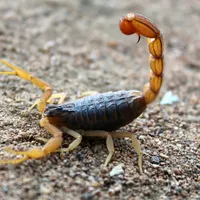 Scorpionul se afla într-o ladă cu banane. FOTO: Pexels.com