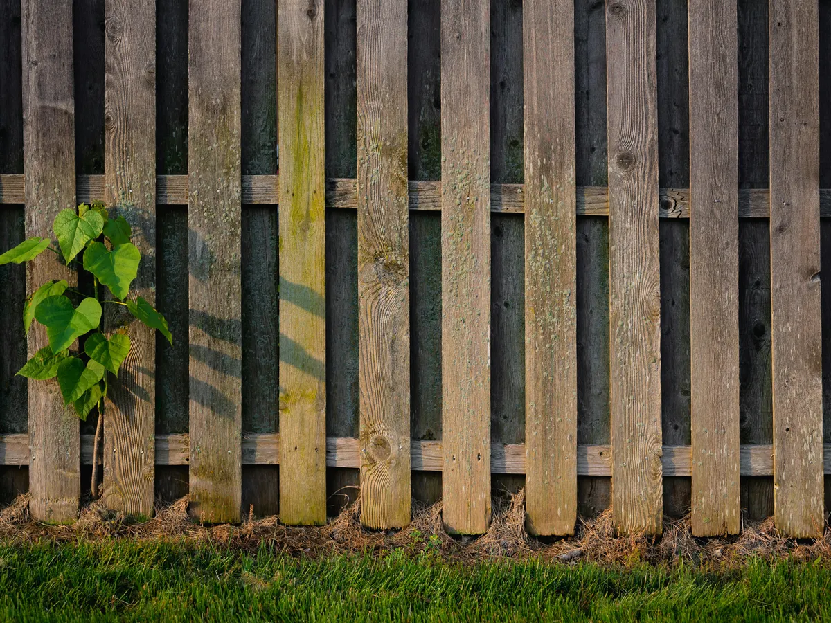 Gard Foto: Pexels (imagine cu rol ilustrativ)