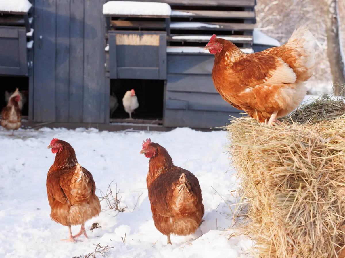 Găini în curte iarna - Foto: Freepik (Imagine cu rol ilustrativ)