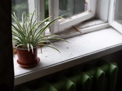 Planta Foto: Pexels (imagine cu rol ilustrativ)