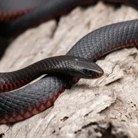 Un vânător de reptile s-a răzbunat după ce a fost înșelat de un client. Șarpele ucigaș „a revenit” - FOTO: Pixabay