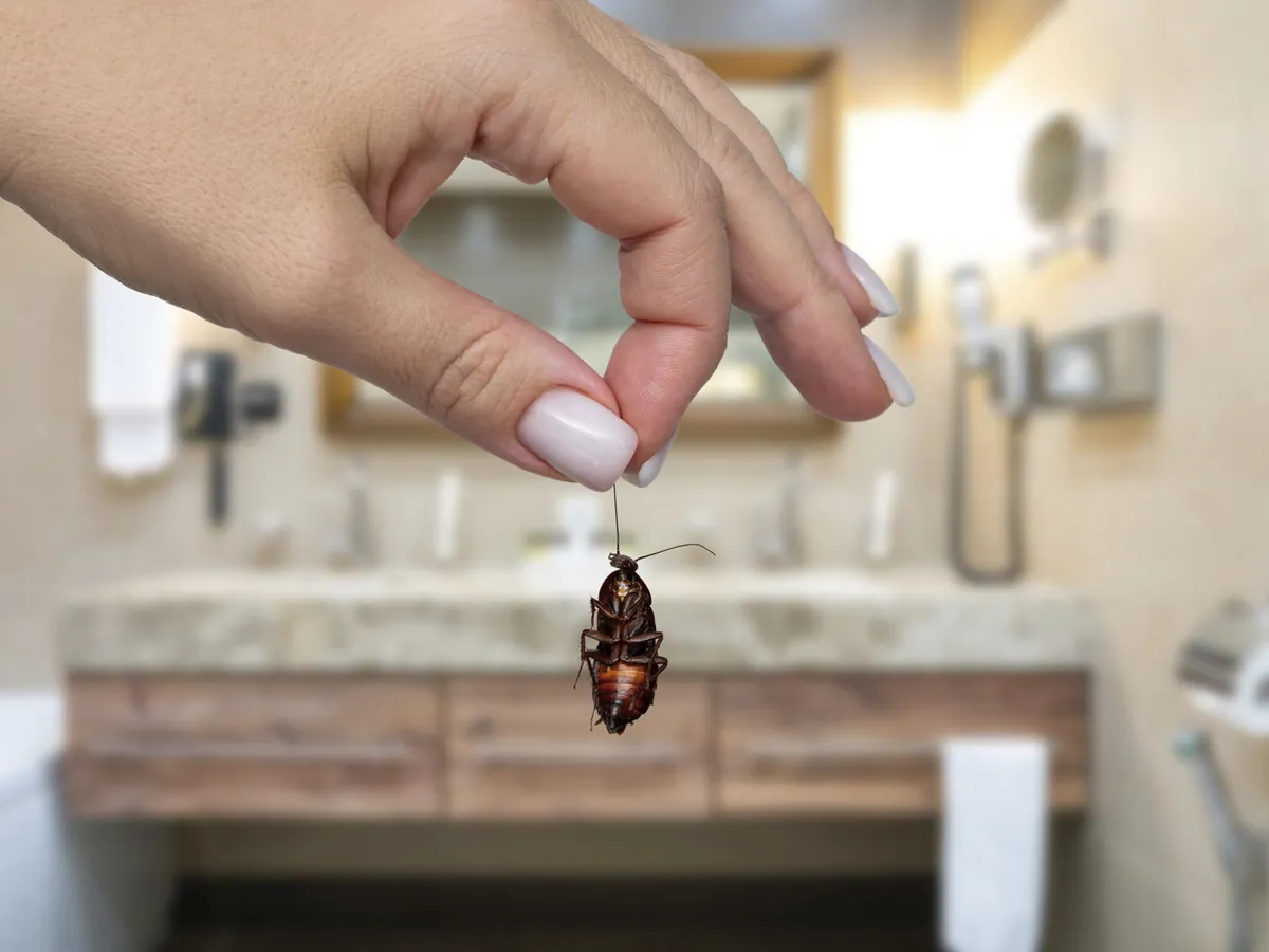 Ai invazie de gândaci de canalizare în baie? De ce apar și cum îi elimini definitiv din locuință