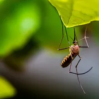 Alertă în Capitală din cauza țânțarilor purtători ai virusului West Nile/FOTO: Unsplash