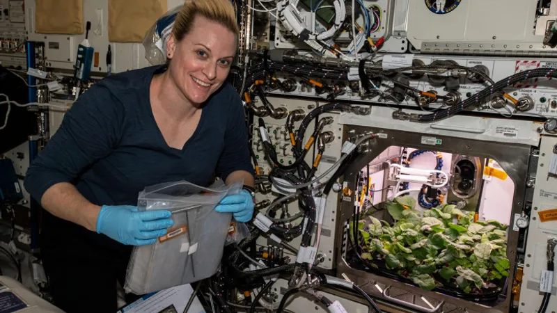 Astronautul Kate Rubins se pregătește să ambaleze prima recoltă de ridichi din Spațiu/FOTO: nasa.gov