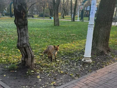 O vulpe vine de o săptămână în Parcul Marin Preda din Capitală, chiar lângă Liceul Teoretic Marin Preda Foto: Newsweek