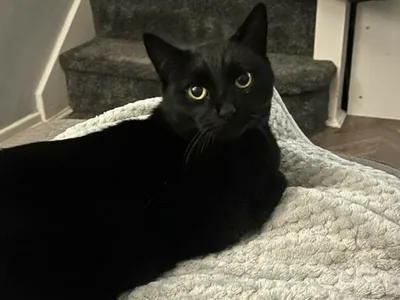 Pisica Foto: Profimedia Images (fotografie cu rol ilustrativ)