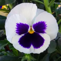 Oamenii de ştiinţă spun că florile renunţă la insecte - Foto: PXHere / Story Mins