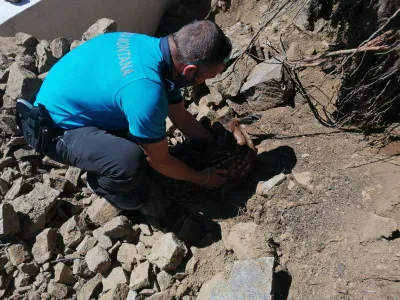 Un pui de căprioară a fost salvat de jandarmii montani în Masivul Parâng. / Foto: agerpres.ro