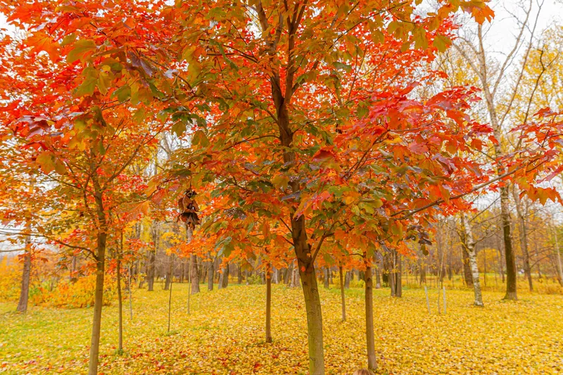 Arțar Japonez - Foto: magnific