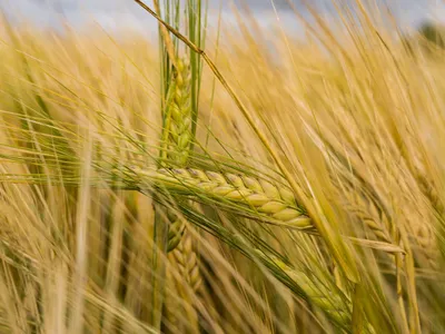 Cereale - Foto: Pexels (Imagine cu rol ilustrativ)