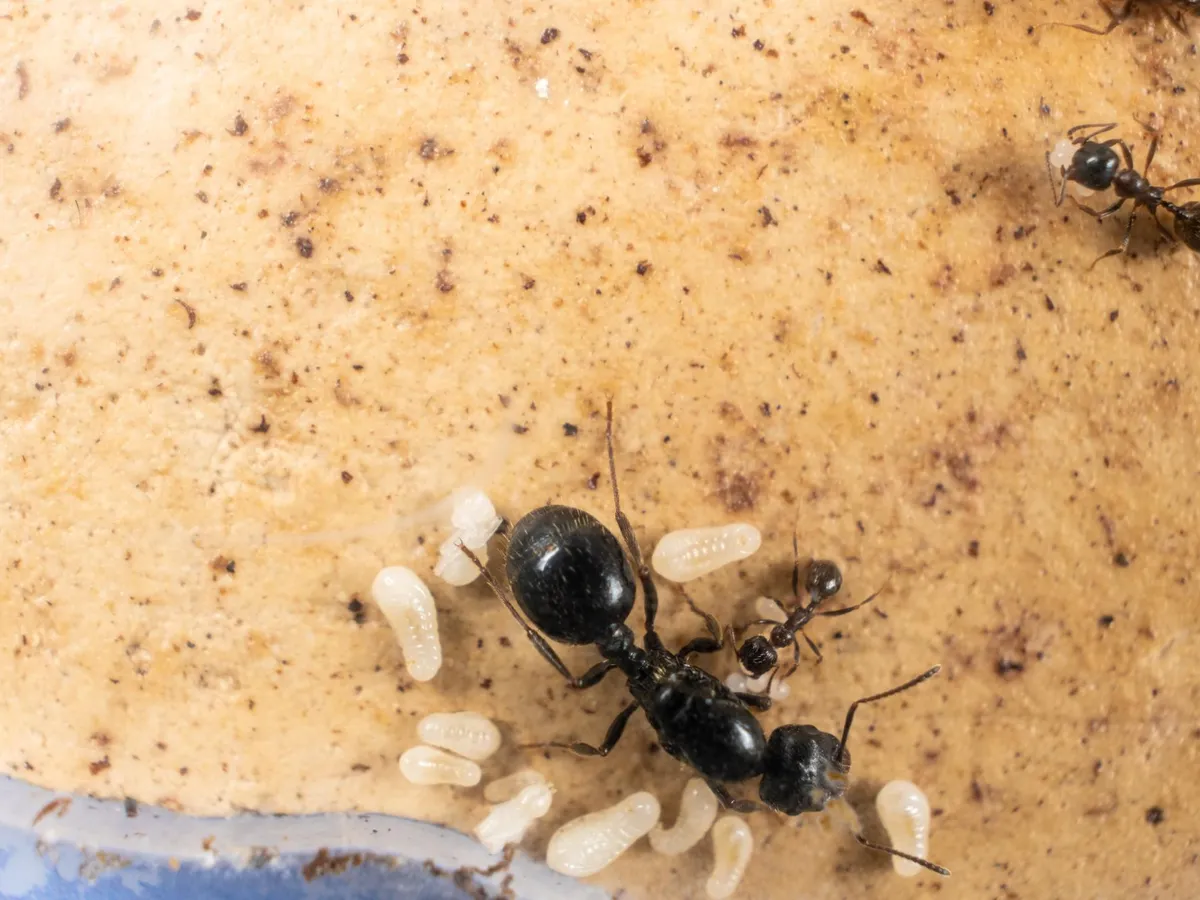 Furnică - Foto: Freepik (Imagine cu rol ilustrativ)